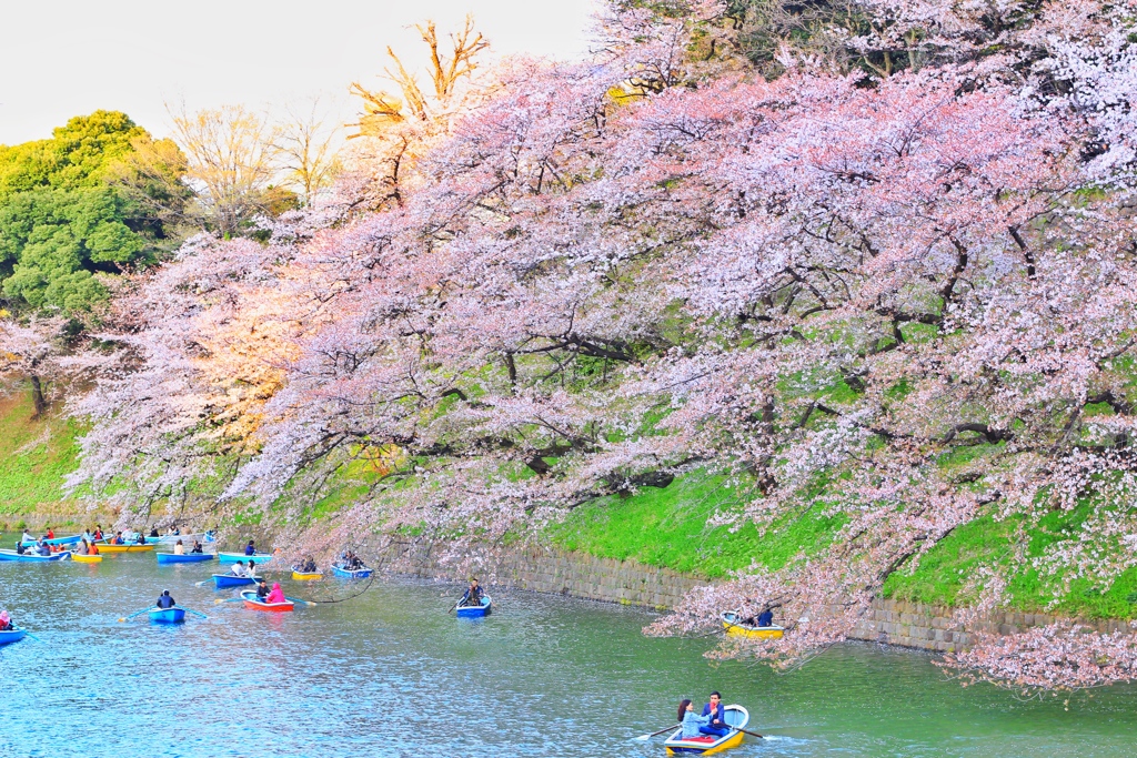 千鳥ヶ淵