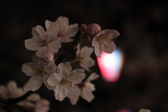 花見