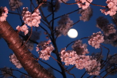 月見さくら