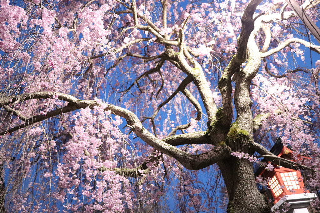 垂れ桜