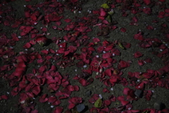 花弁
