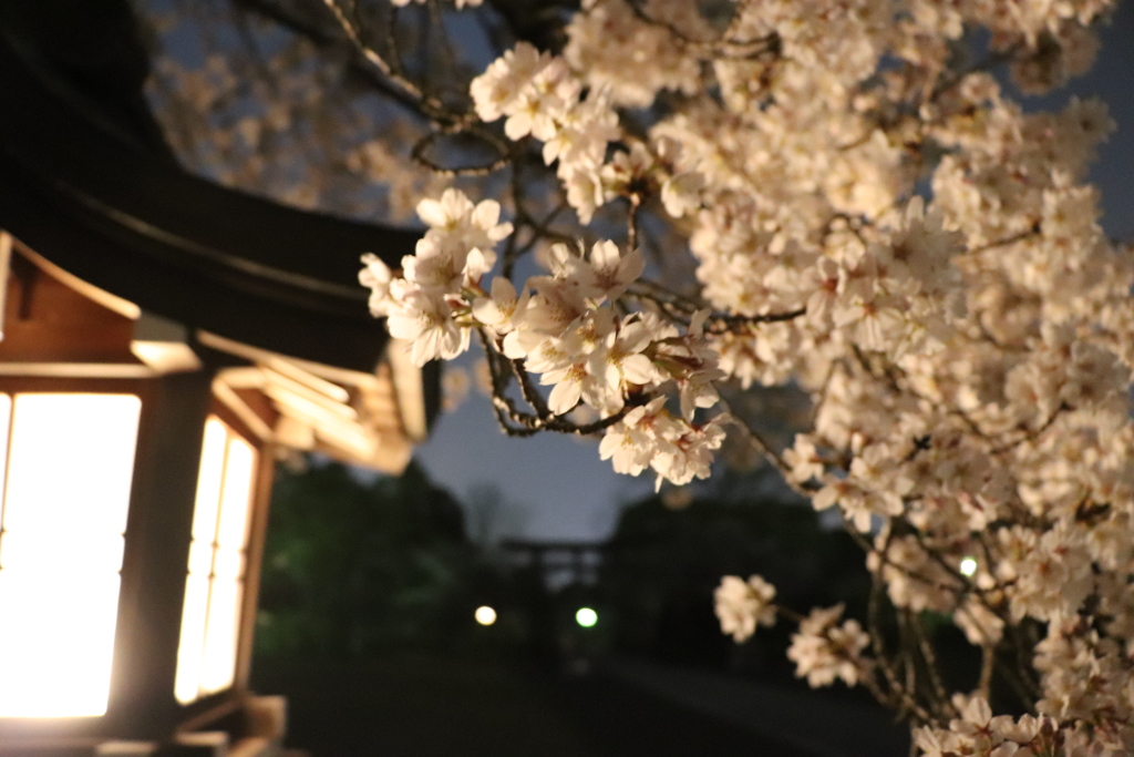 夜桜