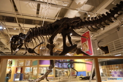 撮って出し　国際科学博物館　⑪