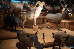 撮って出し　国際科学博物館　⑪