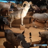 撮って出し　国際科学博物館　⑪