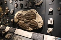 撮って出し　国際科学博物館　29