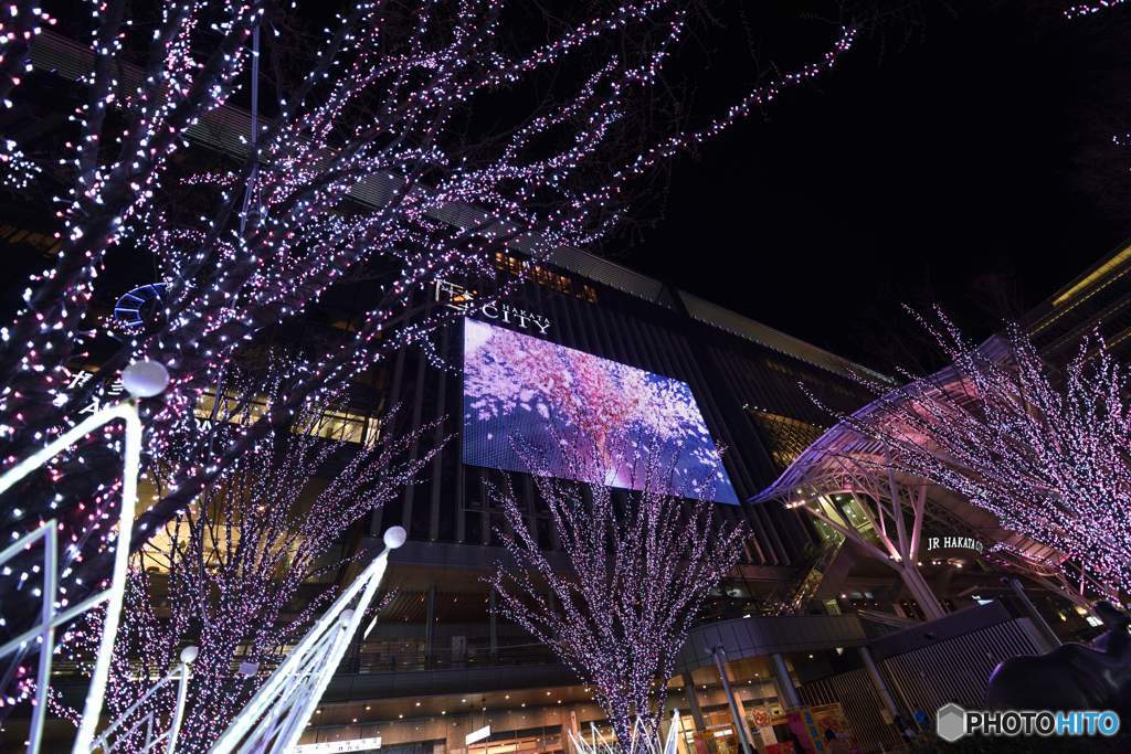 博多駅の桜②