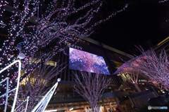 博多駅の桜②