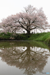 浅井の一本桜　2024年　その3