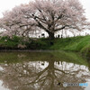 浅井の一本桜　2024年　その3