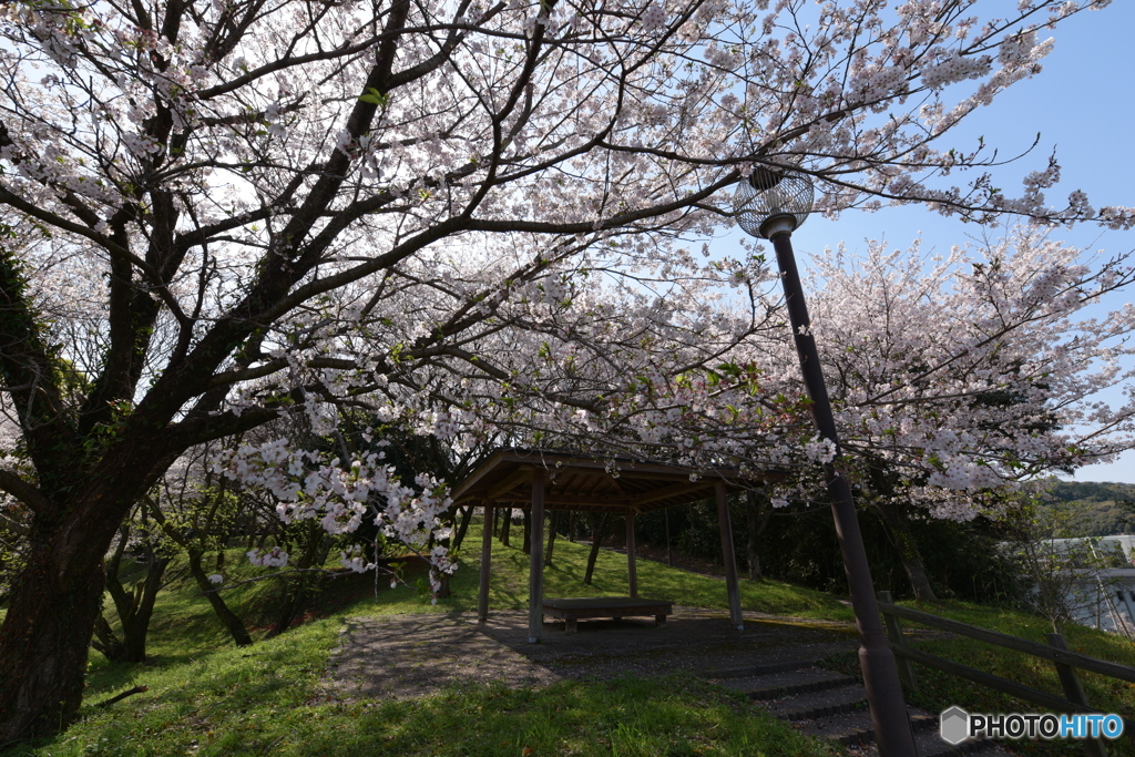 桜見⑤