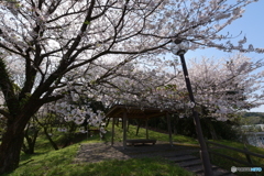 桜見⑤