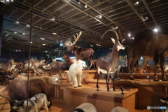 撮って出し　国際科学博物館　⑪