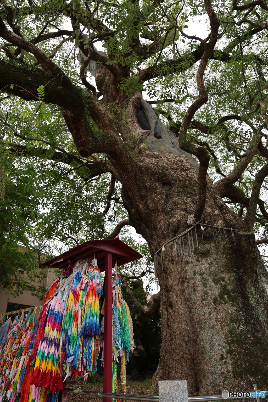 被爆クスノキ　④