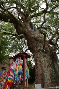 被爆クスノキ　④