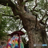 被爆クスノキ　④