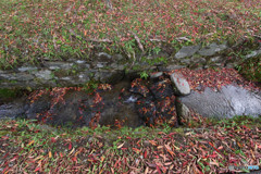 近場の紅葉③
