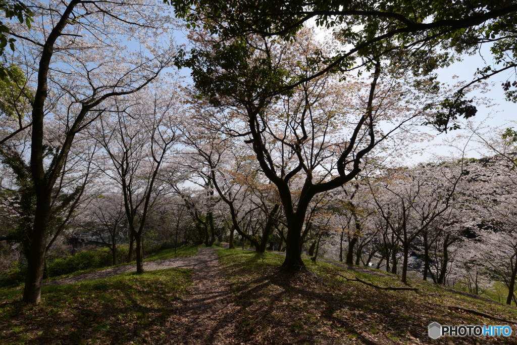 桜見①