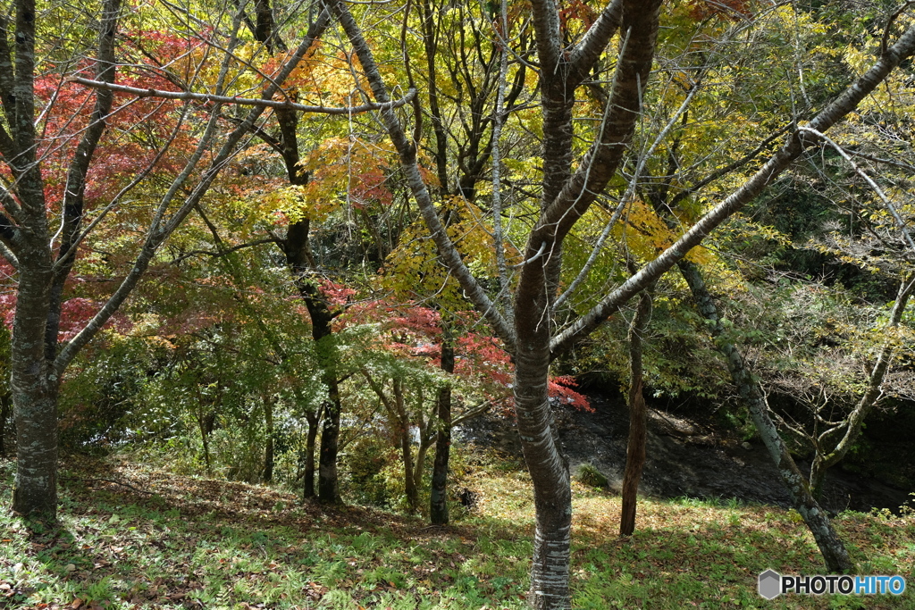 山吹水源⑪