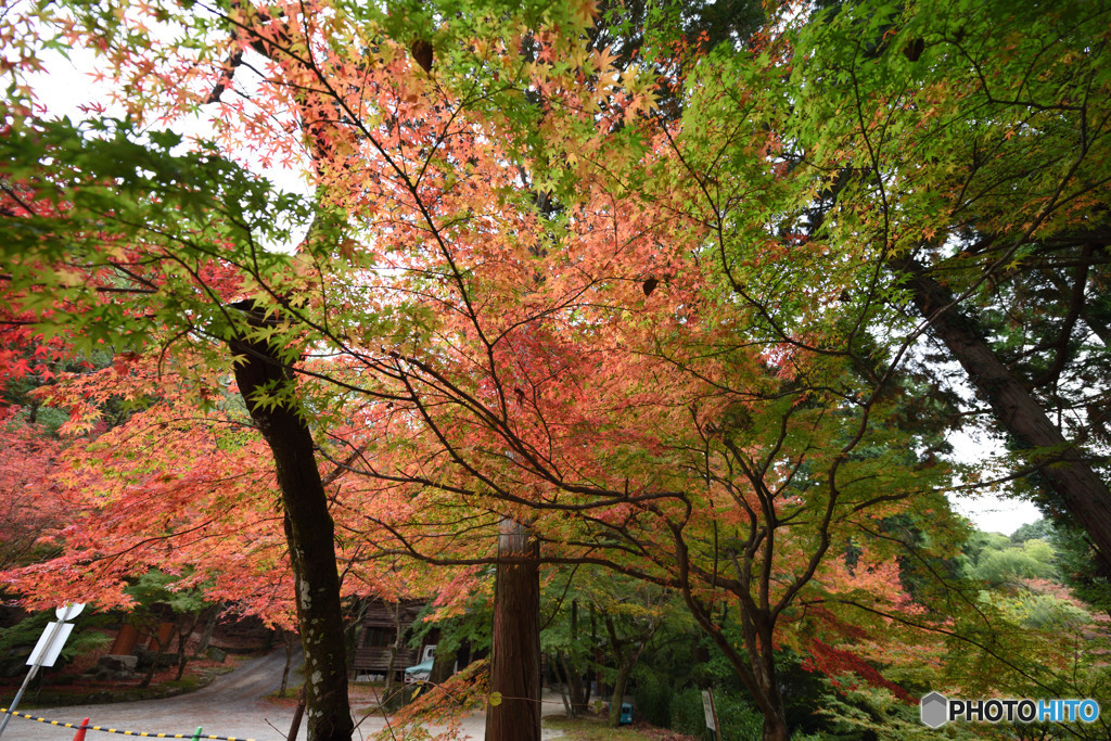 仁比山神社の秋⑪