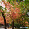 仁比山神社の秋⑪