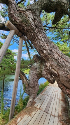 松江の旅⑤