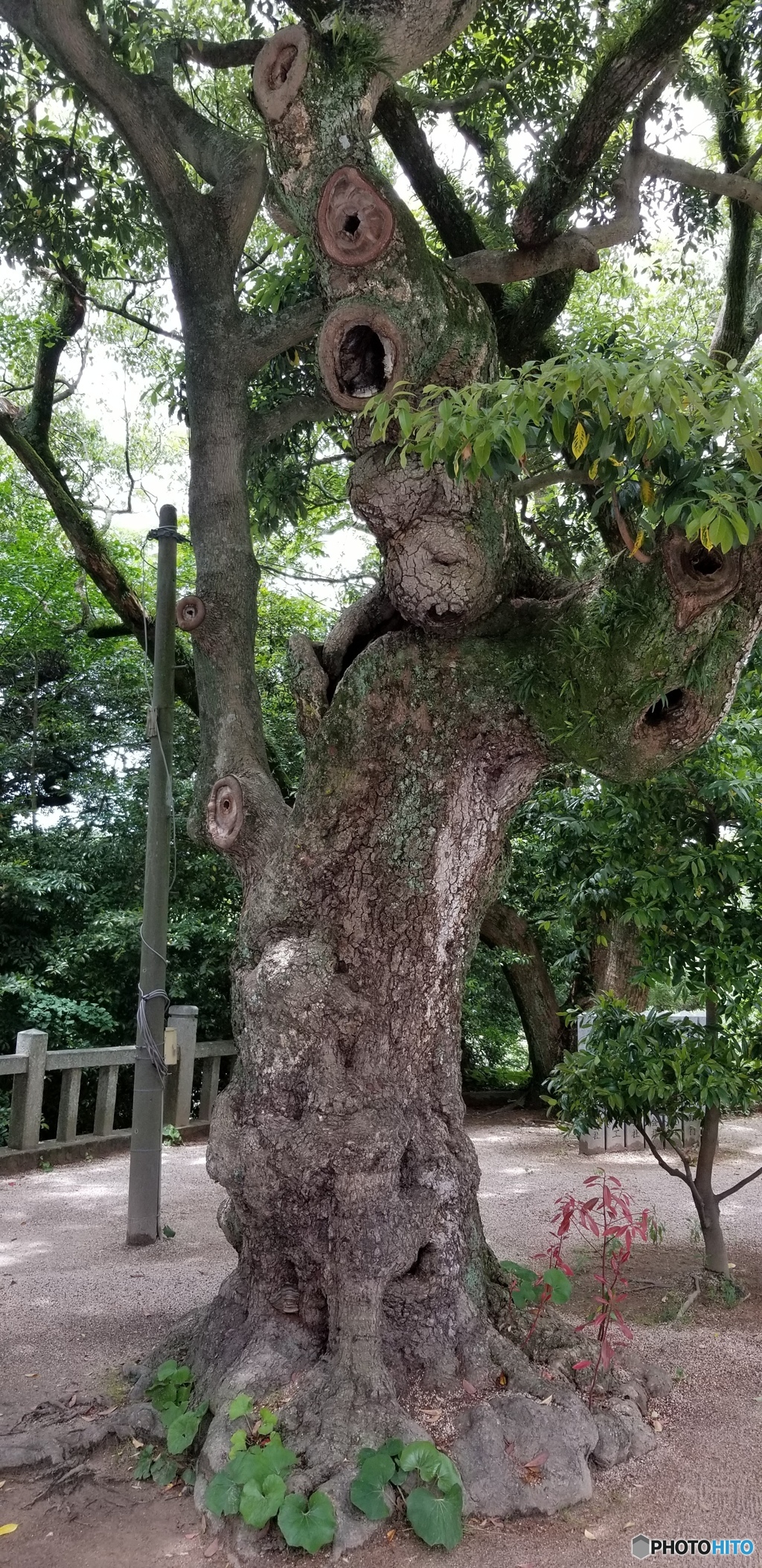 宮地嶽神社　とある木