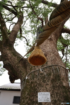 被爆クスノキ　②