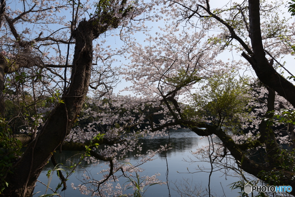 桜見⑧