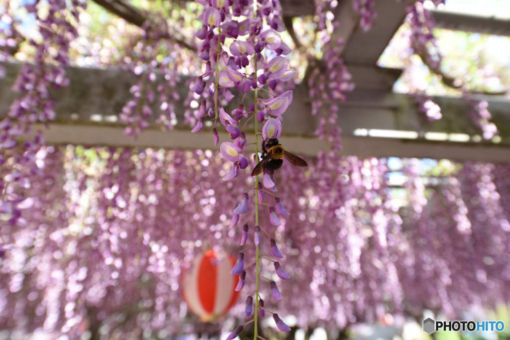 あまい蜜を求めて