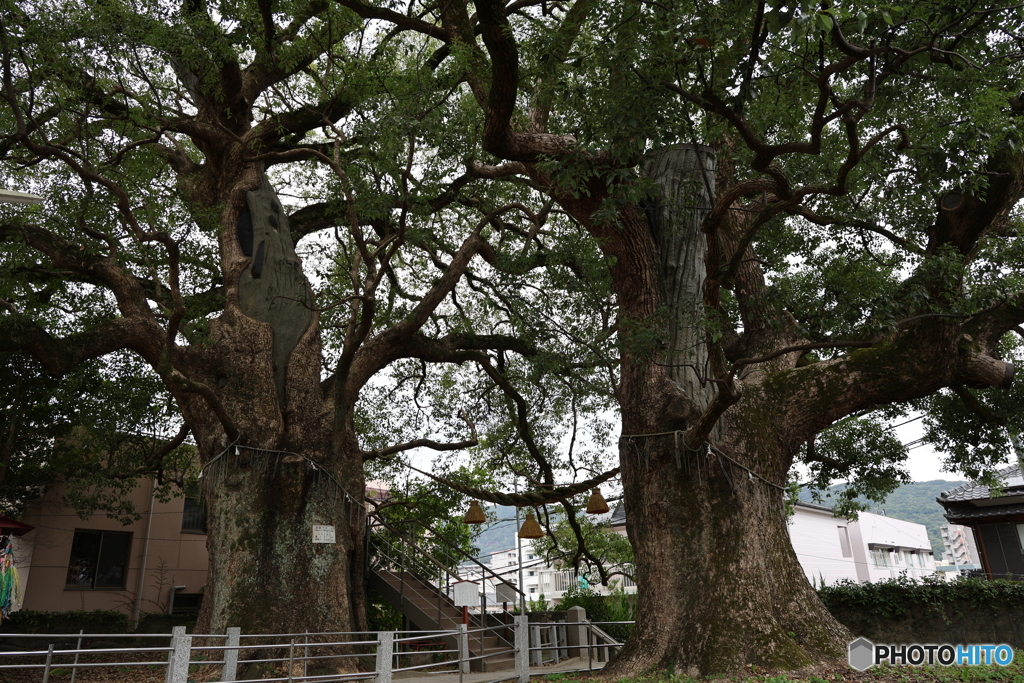 被爆クスノキ　⑤