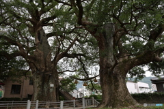 被爆クスノキ　⑤