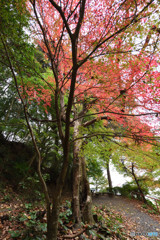 近場の紅葉⑥