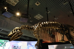 撮って出し　国立科学博物館　⑦