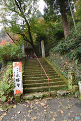 近場の紅葉④