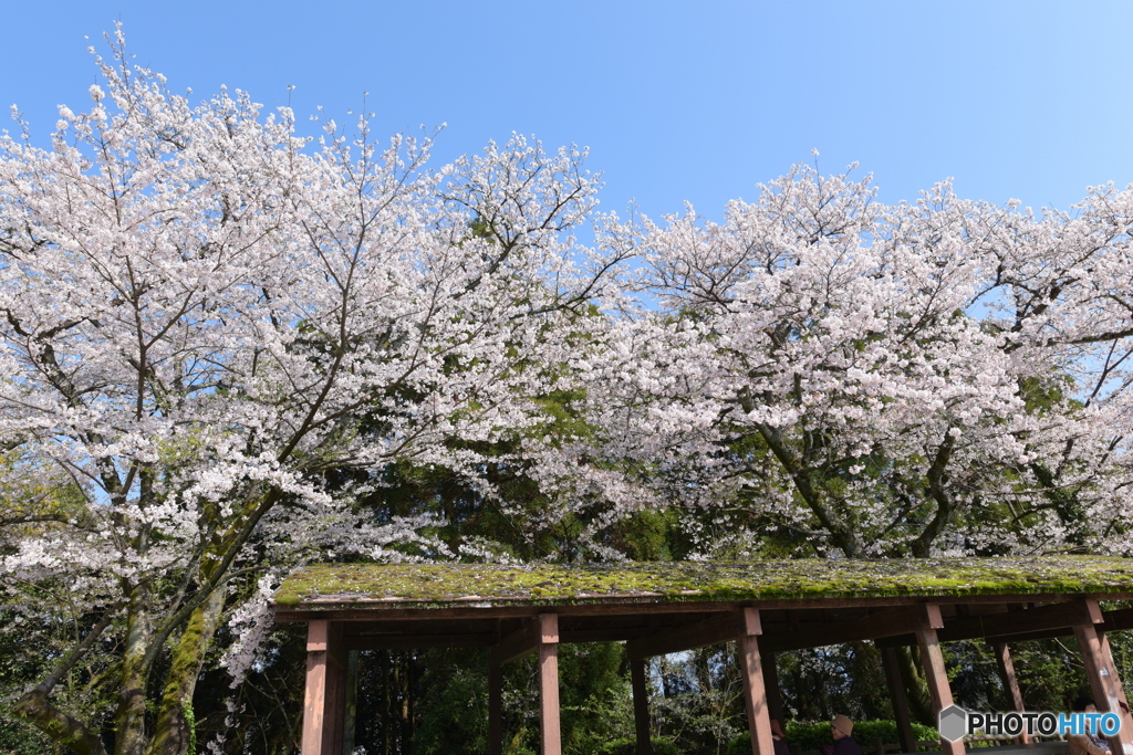 桜見③