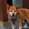 愛犬　茶太郎