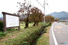 近場の紅葉②