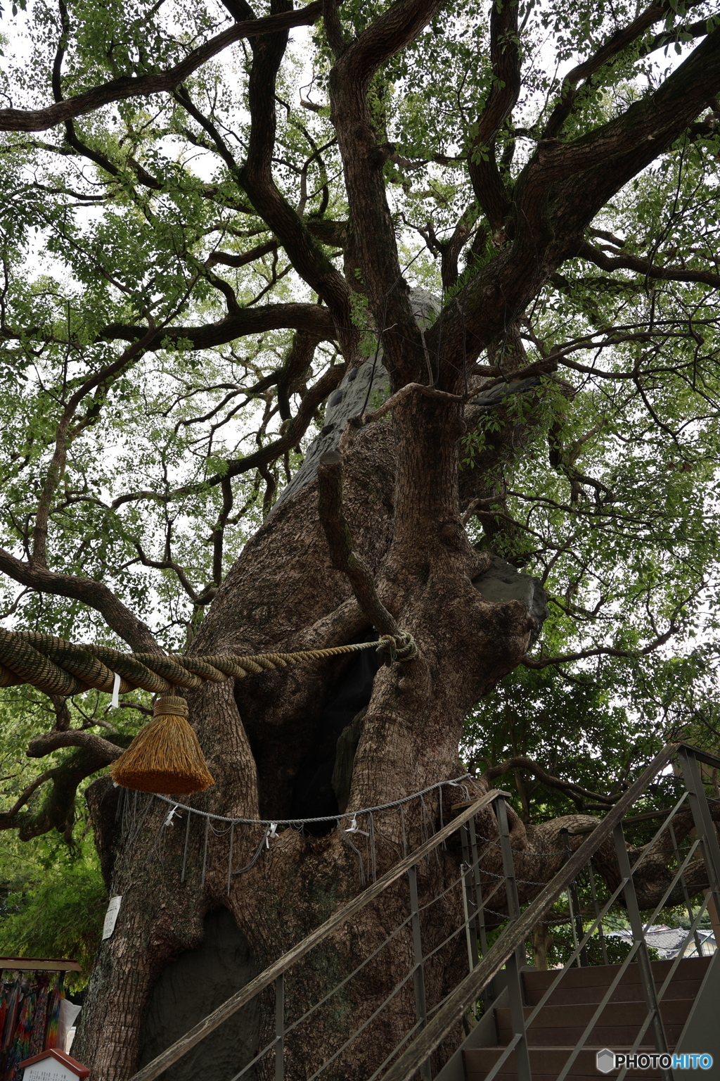 被爆クスノキ　①