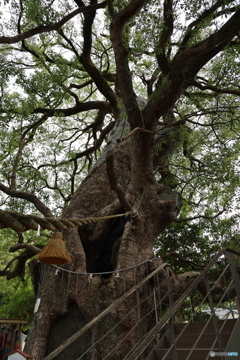 被爆クスノキ　①