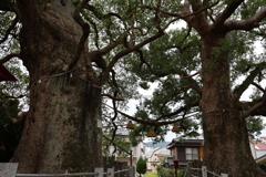 被爆クスノキ　③