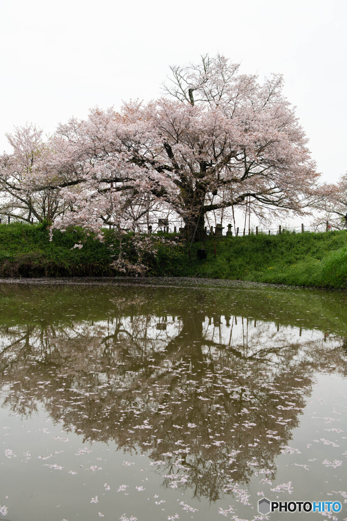 浅井の一本桜　2024年