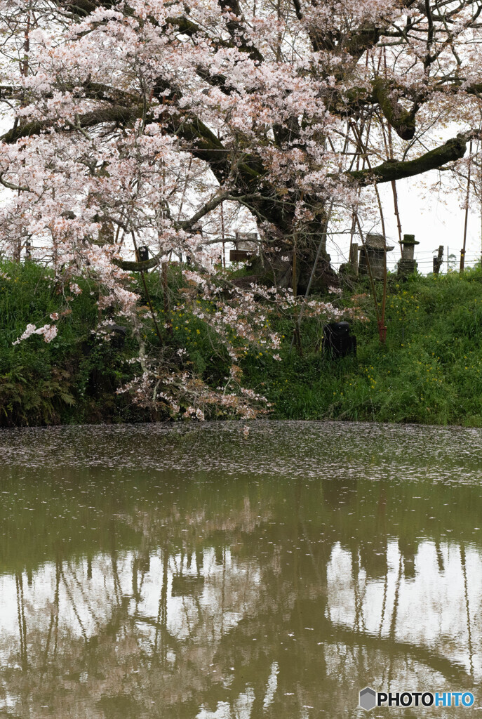 浅井の一本桜　2024年　その4