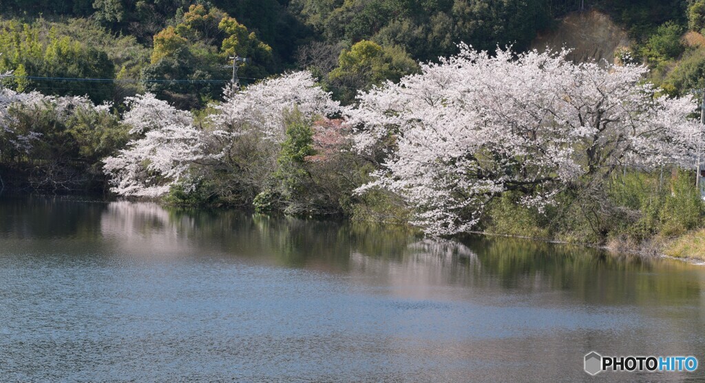 桜見⑩