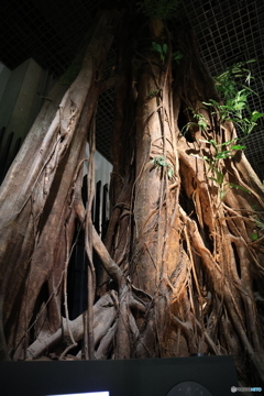 撮って出し　国立科学博物館　⑧