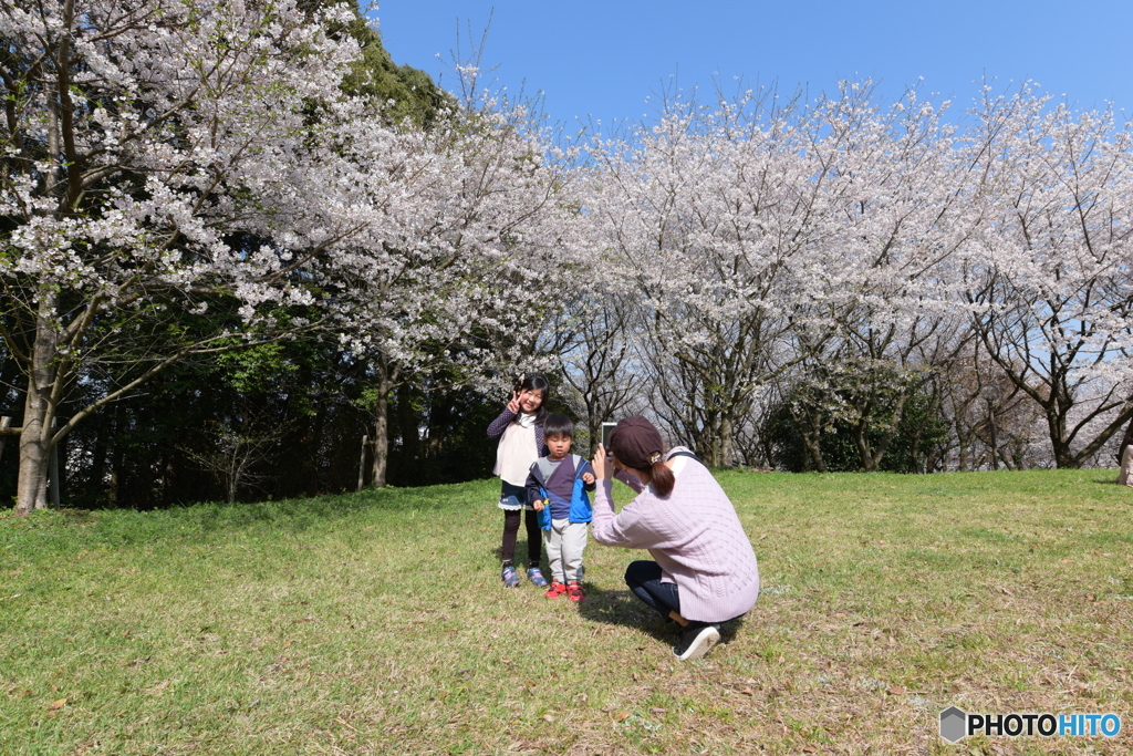 桜見④