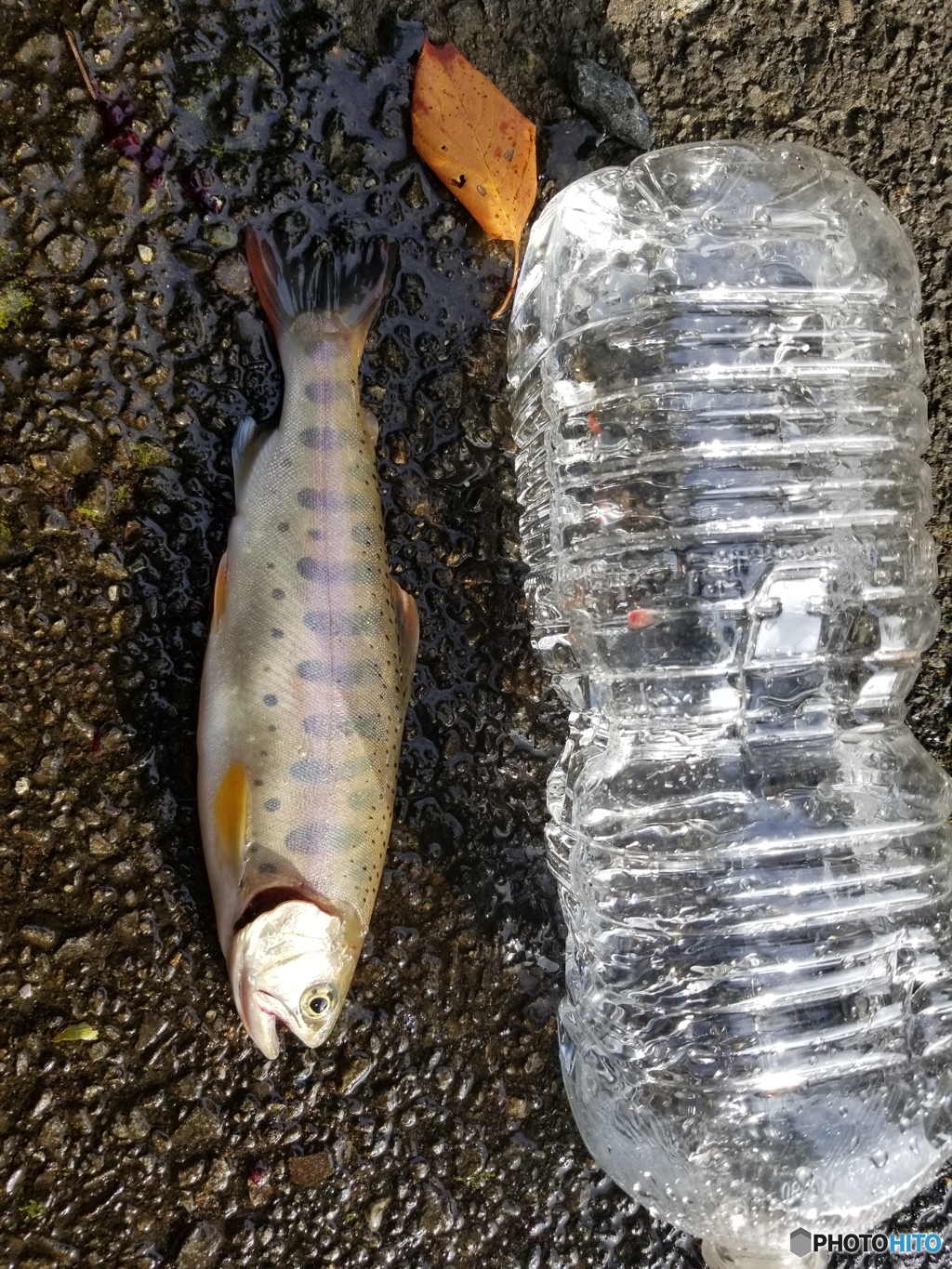 尺までほど遠いヤマメ