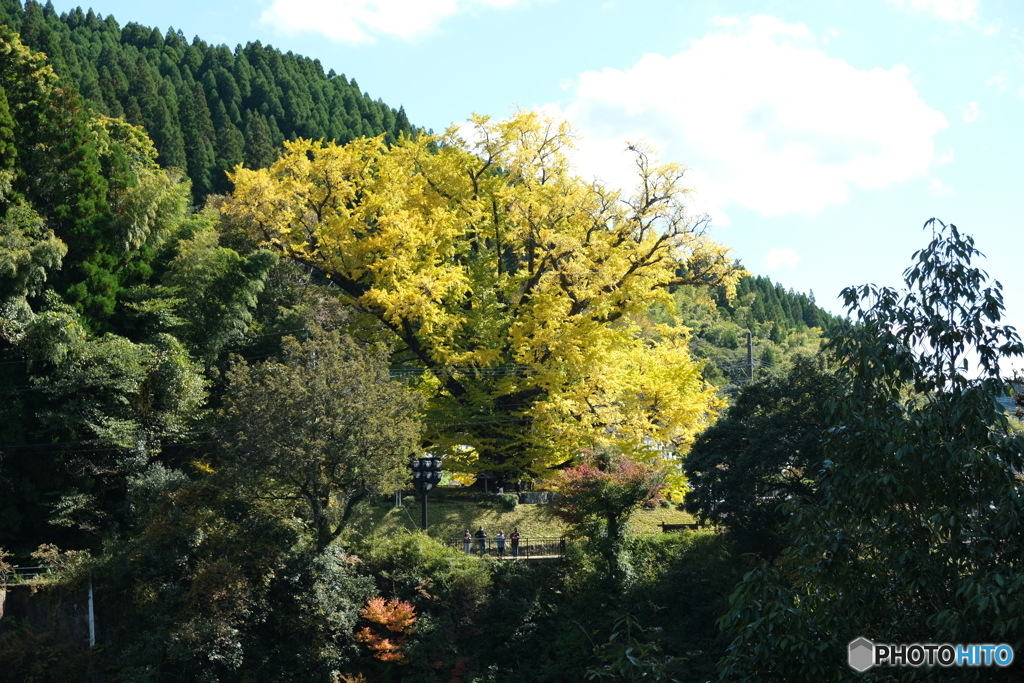 大イチョウ②