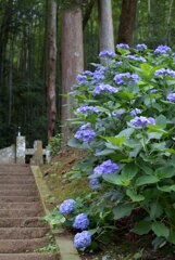 あじさい寺　③