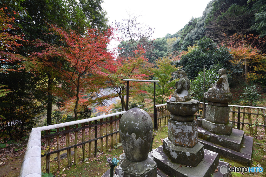 近場の紅葉⑤